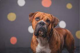 Through frequent pet adoptions, we've placed countless loving creatures with families in the local community. Family Dogs New Life Shelter