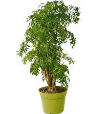 1 Aralia Ming Stump Plant 6 Pot Live House Plant Etsy Plants Container Plants Easy Care Plants