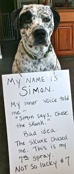 We did not find results for: What You Absolutely Need To Know If Your Dog S Been Skunk D Barkpost