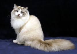 Ragdolls and ragamuffin cats share many common traits because they are related, but there are subtle differences too. 5 Things To Know About Ragamuffins