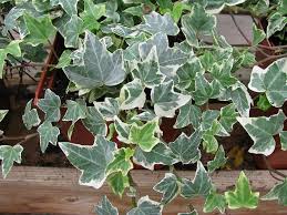 アイビー ヘデラ の育て方や増やし方 植物図鑑 笼岛 みどり Garden Manage Gfingerは最もプロフェッショナルなガーデニングappです