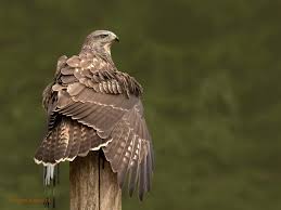 De onderkant van de vleugels is licht van kleur en soms. Buizerd Inge Duijsens Fotografie