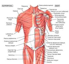 Craniosacral therapy shoulder muscles shoulder joint shoulder muscle anatomy shoulder exercises shoulder injuries medical anatomy. Pin Auf Human Anatomy Study