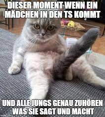 Sexy Cat Meme Imgflip