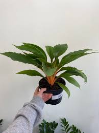 Image result for Chlorophytum Amaniense