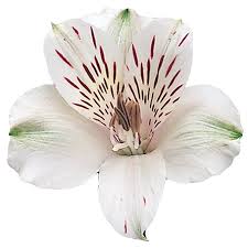 On orders of at least 4 alstroemeria, if the shopping cart charges $21.50 and over, we'll reimburse for amounts over $19.50. Buy Wholesale Virginia White Alstroemeria 120 Stems