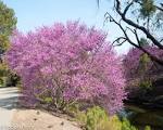 Image result for size of western redbud