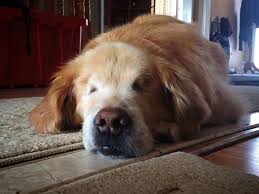 The golden retriever tends to mature slowly and maintains its. Golden Retriever Born Without Eyes Works As Therapy Dog