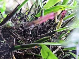 Image result for Bulbophyllum cochleatum