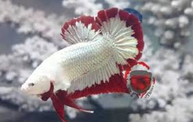 Daftar isi jenis ikan cupang plakat beserta gambar dan cirinya 5. 28 Jenis Ikan Cupang Plakat Dilengkapi Gambar Dan Ciri Cirinya
