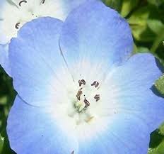 Maybe you would like to learn more about one of these? Amazon Com Baby Blue Eyes Flower Seeds Nemophila Menziesii Full Sun To Partial Shade Bright Blue Flowers Big Pack 16 000 Seeds Patio Lawn Garden
