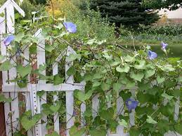 Add lightweight birdhouses to decorate your garden fence. Morning Glory Southwest Flowers Feathers