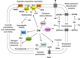 Metabolic Responses To Cyanide And Cyano Compounds In P Download Scientific Diagram