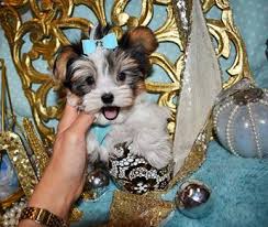 Luxury micro and mini teacup puppies for sale. Morkie Teacup Morkie Morkie Puppies For Sale Maltipoo Malshi Teacup Designer Puppies