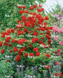 Image result for Rhododendron molle