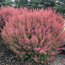 Image result for Barberry