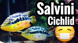 Atlantic slope, from southern mexico to guatemala and belize. Salvini Cichlid Care Little Devil Fish Youtube