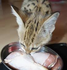 Segal llp (segal) is one of the largest independent accounting firms in the greater toronto area. Almasi Savannahcats Rassekatzenzucht Savannah Start Navigation
