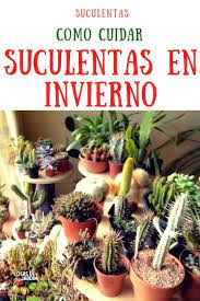 En invierno hay que reducir la tarea a lo mínimo. Como Mantener Vivas Las Suculentas Durante El Invierno Cuidados De Las Suculentas En Inverno Cosas Del Cuidado De Suculentas Suculentas Plantas De Invierno