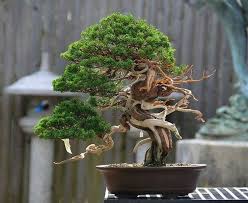 Pin By Leticia Mesquita On Bonsai Insp2 Bonsai Garden Bonsai Tree Juniper Bonsai
