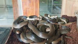Geger ular kobra di perumahan, ini 5 cara cegah ular masuk ke dalam rumah. Cara Ampuh Mencegah Ular Masuk Ke Dalam Rumah Bukan Dengan Menabur Garam Tapi Dengan Cara Ini Tribun Cirebon