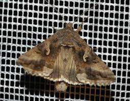 Image result for Autographa excelsa