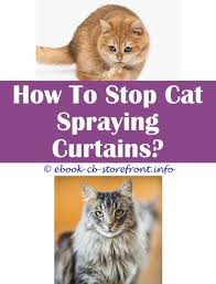 5 Seductive Clever Tips Essential Oil Spray To Keep Cats Off Furniture Spray To Keep Cat Off Bed Cat Spraying On Wall Tail Feet Paws Forum S Sensible Admirable