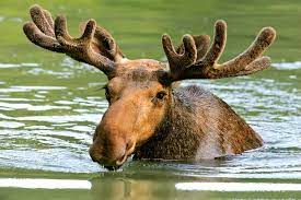 2 days ago · they can dive to 20 feet and hold their breath for up to a minute — convenient for chomping nutritious underwater greenery. Moose Everything You Want To Know North American Nature
