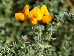 Image result for Lotus namulensis