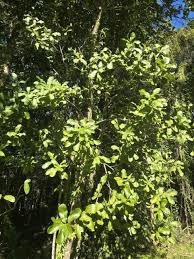 Image result for Macadamia aff. integrifolia