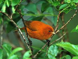 Image result for Lophiocarpaceae