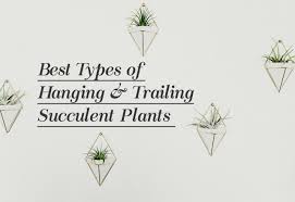 Succulents are a type of plant with thick fleshy leaves that grow well in warm dry conditions. Best Types Of Hanging Trailing Succulent Plants