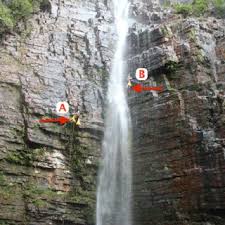 Image result for Blotiella currorii