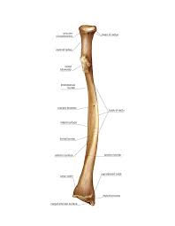 These are all the terms from all the bone flashcards combined!! How Many Radius Bone