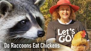 How to keep racoons out of chicken coop? Do Raccoons Eat Chickens Youtube