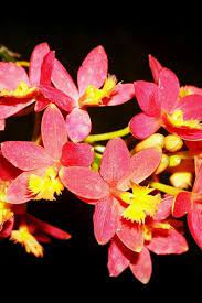 Gardening 101 Flowers 1027 20190101113409 53 Summer Gardening Quotes Stainless Steel Garden Tools Uk Garden C Home Improvement Winter Garden Garden Help