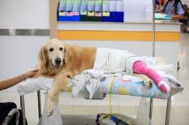 Check spelling or type a new query. Emergency Veterinary Services In Brockport Ny Animal Clinic Of East Avenue