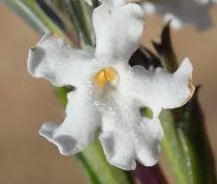 Image result for Chascanum