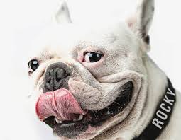 Get free shipping on $49+. Personalised Dog Collars Australia S Coolest Pet Supplies Tech Tails