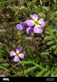 Image result for Malcolmia maritima