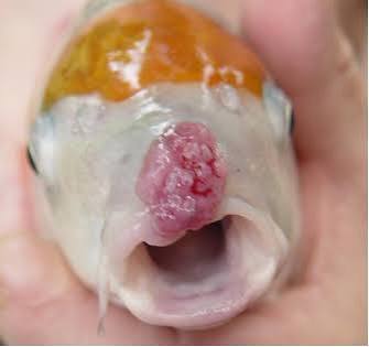 Bệnh loét miệng ở cá Koi: Nguyên nhân, triệu chứng, cách điều trị