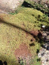 Department of agriculture plant hardiness zone 3. Corsican Mint Slowly Going Brown Gardening