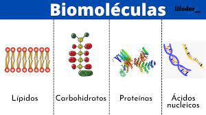 Biomoléculas: definición, funciones, clasificación