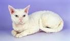 Devon Rex | PetMD