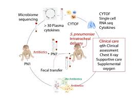 Image result for Fecal Transfer