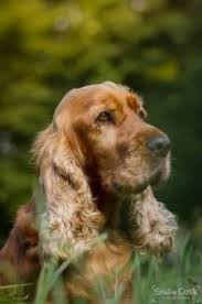 Image result for americký vodní španěl