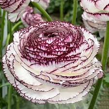 Image result for Ranunculus stagnalis