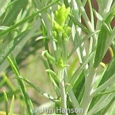Image result for Eriosema nutans
