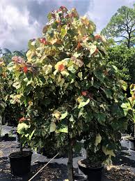 Image result for Hibiscus tiliaceus