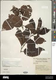 Image result for Ehretia cymosa